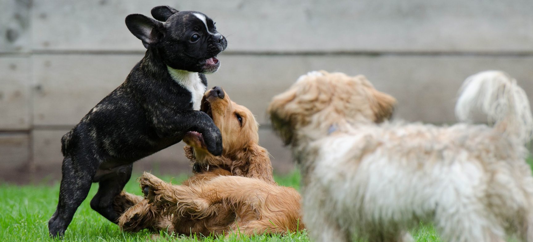 6 CUIDADOS INDISPENSÁVEIS COM FILHOTES DE CÃES E GATOS