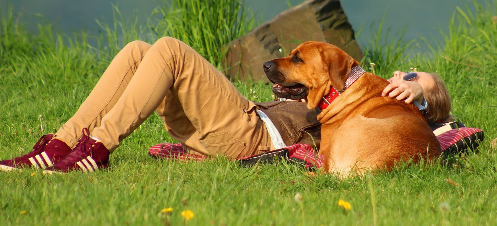 Banho de sol para cães