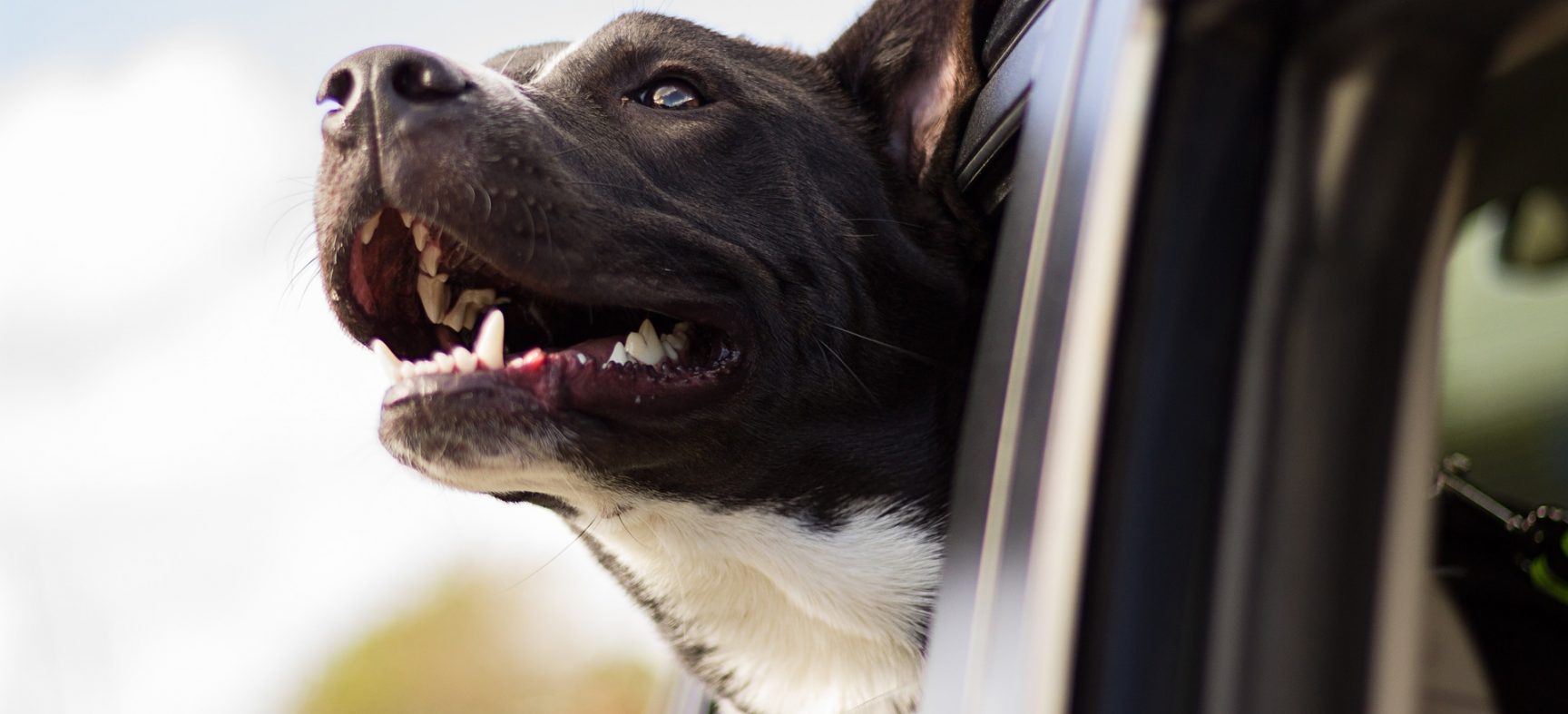 Atividades divertidas para seu cão