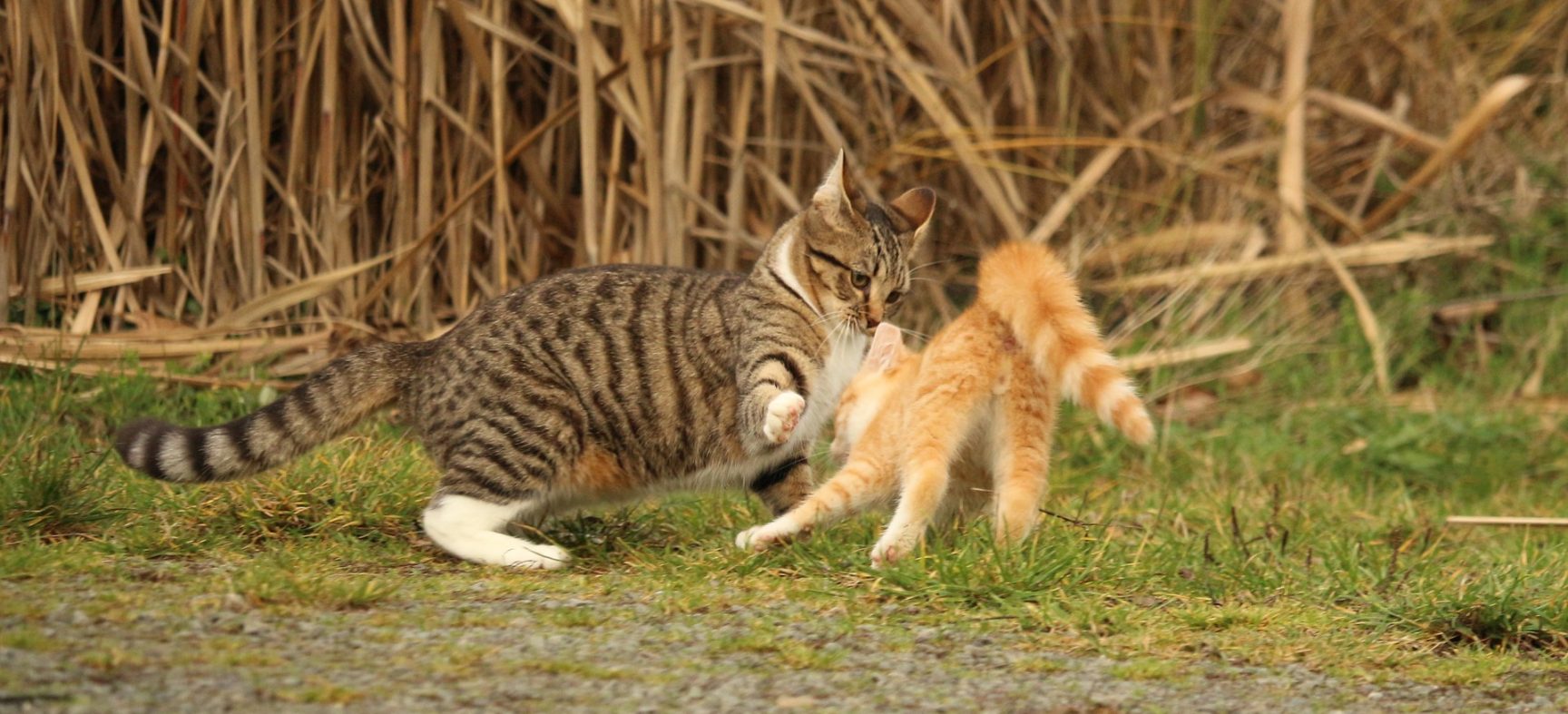 A briga entre gatos