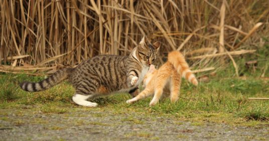 A briga entre gatos