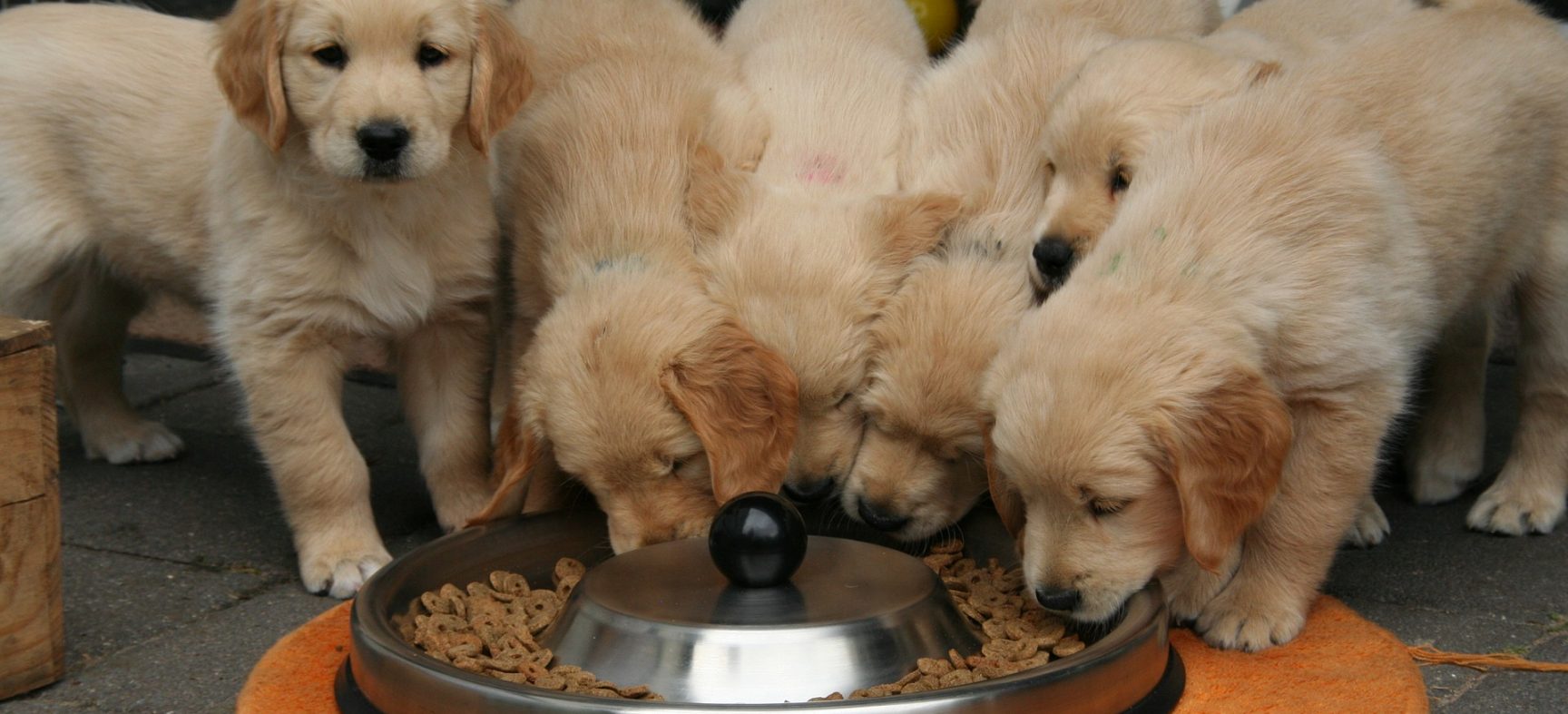 As raças de cães que mais comem