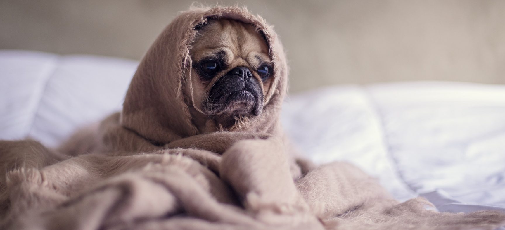 Faz mal dormir com o cachorro na cama?